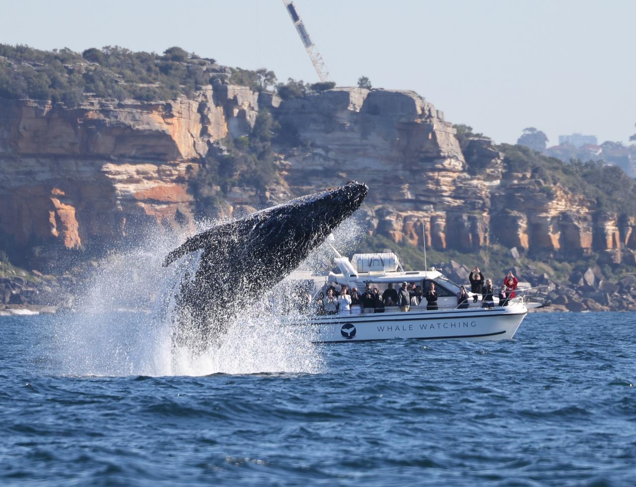 A humpback whale breaching beside a whale-watching boat.